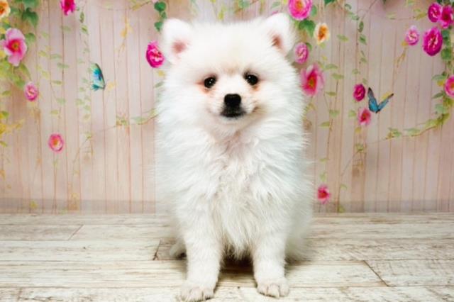 北海道のハーフ犬・ミックス犬 (Coo&RIKU函館店/2025年8月4日生まれ/男の子/ホワイト)の子犬の1枚目の画像