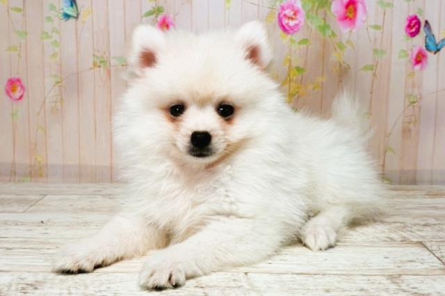 北海道のハーフ犬・ミックス犬 (Coo&RIKU函館店/2025年8月4日生まれ/男の子/ホワイト)の子犬の2枚目の画像