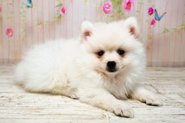 北海道のハーフ犬・ミックス犬 (Coo&RIKU函館店/2025年8月4日生まれ/男の子/ホワイト)の子犬の3枚目の画像