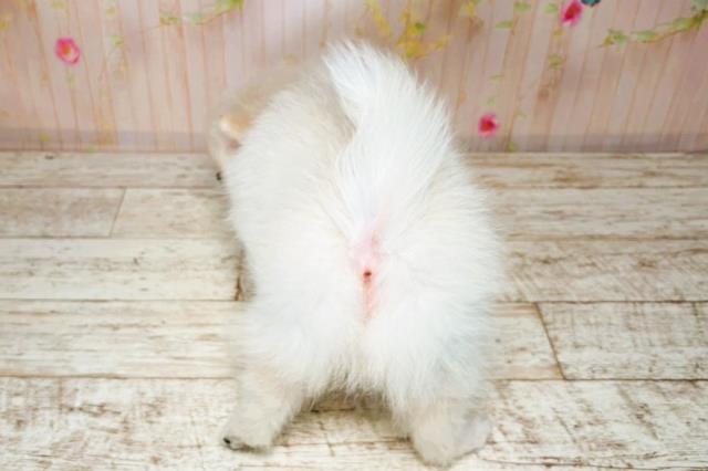 北海道のハーフ犬・ミックス犬 (Coo&RIKU函館店/2025年8月4日生まれ/男の子/ホワイト)の子犬の4枚目の画像