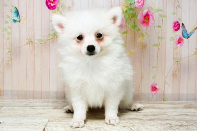 神奈川県のハーフ犬・ミックス犬 (Coo&RIKU横浜青葉店/2025年8月4日生まれ/男の子/ホワイト)の子犬の1枚目の画像