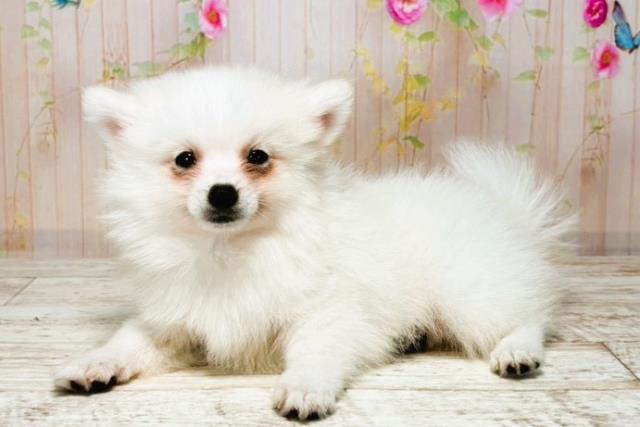 神奈川県のハーフ犬・ミックス犬 (Coo&RIKU横浜青葉店/2025年8月4日生まれ/男の子/ホワイト)の子犬の2枚目の画像