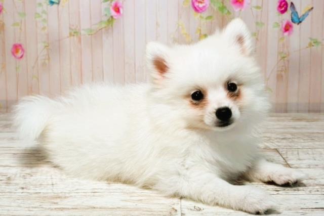 神奈川県のハーフ犬・ミックス犬 (Coo&RIKU横浜青葉店/2025年8月4日生まれ/男の子/ホワイト)の子犬の3枚目の画像