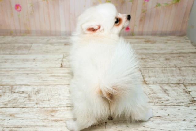 神奈川県のハーフ犬・ミックス犬 (Coo&RIKU横浜青葉店/2025年8月4日生まれ/男の子/ホワイト)の子犬の4枚目の画像