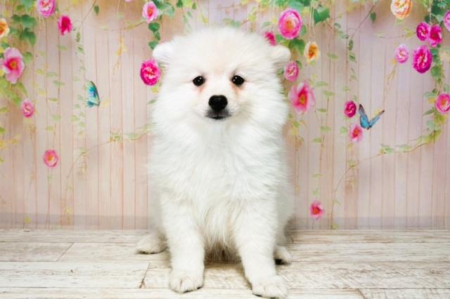 北海道のハーフ犬・ミックス犬 (Coo&RIKU釧路店/2025年8月4日生まれ/女の子/ホワイト)の子犬の1枚目の画像