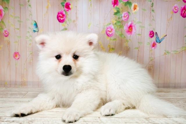 北海道のハーフ犬・ミックス犬 (Coo&RIKU釧路店/2025年8月4日生まれ/女の子/ホワイト)の子犬の2枚目の画像
