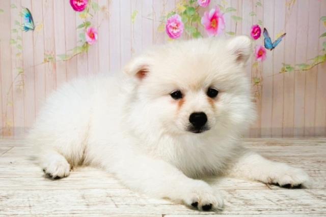 北海道のハーフ犬・ミックス犬 (Coo&RIKU釧路店/2025年8月4日生まれ/女の子/ホワイト)の子犬の3枚目の画像