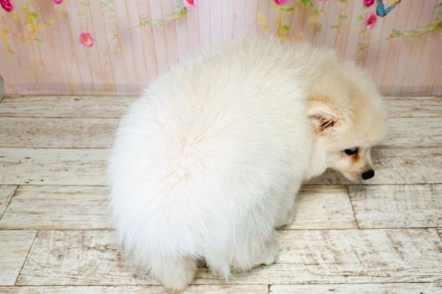 北海道のハーフ犬・ミックス犬 (Coo&RIKU釧路店/2025年8月4日生まれ/女の子/ホワイト)の子犬の4枚目の画像