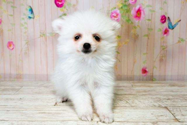 新潟県のハーフ犬・ミックス犬 (Coo&RIKU新潟西店/2025年8月4日生まれ/女の子/ホワイト)の子犬の1枚目の画像