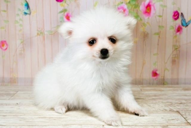 新潟県のハーフ犬・ミックス犬 (Coo&RIKU新潟西店/2025年8月4日生まれ/女の子/ホワイト)の子犬の2枚目の画像