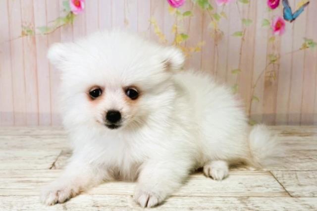 新潟県のハーフ犬・ミックス犬 (Coo&RIKU新潟西店/2025年8月4日生まれ/女の子/ホワイト)の子犬の3枚目の画像