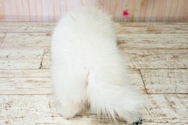新潟県のハーフ犬・ミックス犬 (Coo&RIKU新潟西店/2025年8月4日生まれ/女の子/ホワイト)の子犬の4枚目の画像