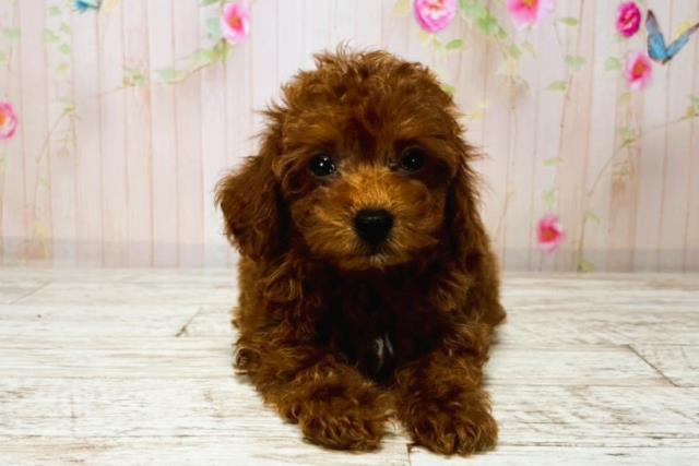千葉県のトイプードル(トイ) (Coo&RIKU南柏店/2025年8月7日生まれ/女の子/レッド)の子犬の1枚目の画像