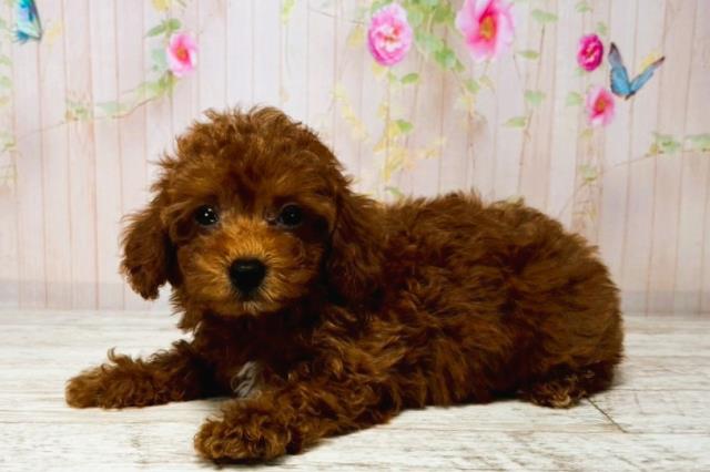 千葉県のトイプードル(トイ) (Coo&RIKU南柏店/2025年8月7日生まれ/女の子/レッド)の子犬の2枚目の画像