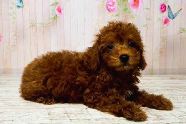 千葉県のトイプードル(トイ) (Coo&RIKU南柏店/2025年8月7日生まれ/女の子/レッド)の子犬の3枚目の画像