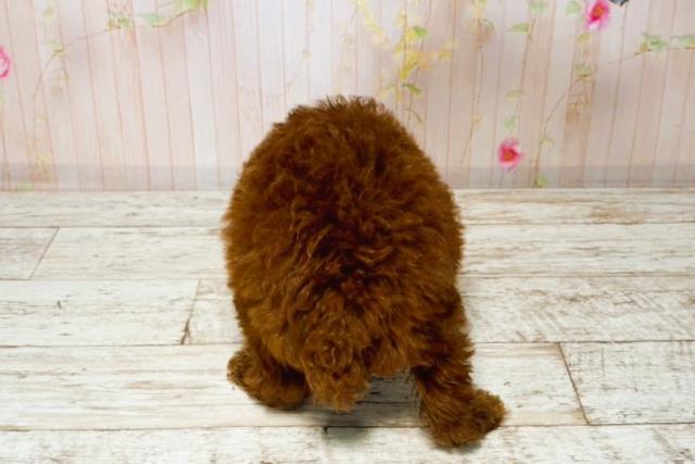 千葉県のトイプードル(トイ) (Coo&RIKU南柏店/2025年8月7日生まれ/女の子/レッド)の子犬の4枚目の画像