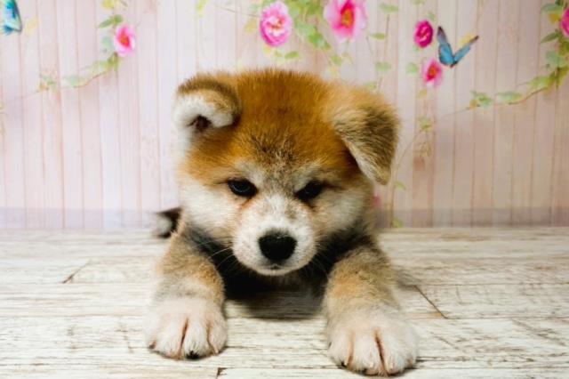 秋田犬