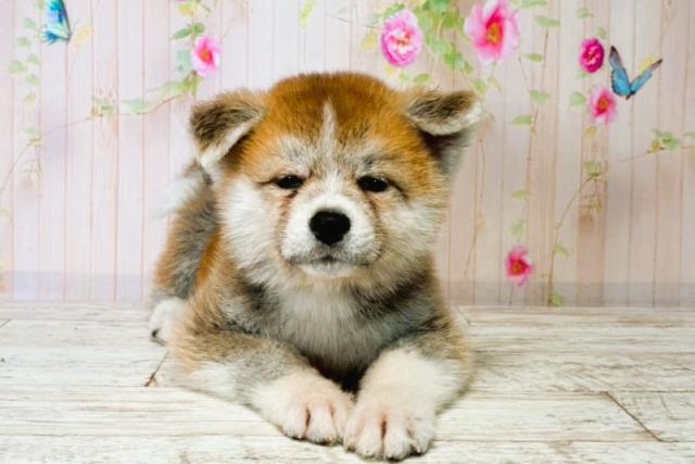 秋田犬