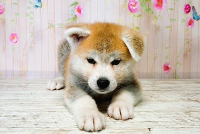 秋田犬