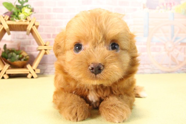 愛知県のハーフ犬・ミックス犬 (Coo&RIKU名古屋滝ノ水店/2025年8月5日生まれ/男の子/アプリコット)の子犬の1枚目の画像