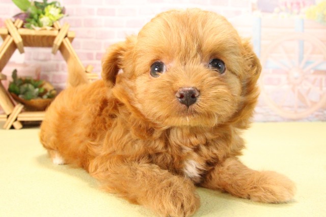 愛知県のハーフ犬・ミックス犬 (Coo&RIKU名古屋滝ノ水店/2025年8月5日生まれ/男の子/アプリコット)の子犬の2枚目の画像
