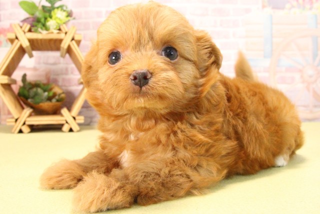 愛知県のハーフ犬・ミックス犬 (Coo&RIKU名古屋滝ノ水店/2025年8月5日生まれ/男の子/アプリコット)の子犬の3枚目の画像