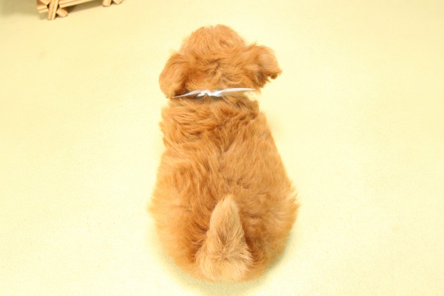 愛知県のハーフ犬・ミックス犬 (Coo&RIKU名古屋滝ノ水店/2025年8月5日生まれ/男の子/アプリコット)の子犬の4枚目の画像