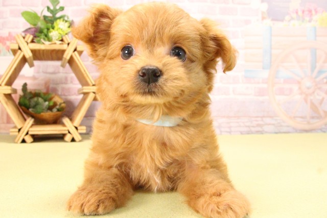 愛知県のハーフ犬・ミックス犬 (Coo&RIKU豊田店/2025年8月5日生まれ/男の子/アプリコット)の子犬の1枚目の画像