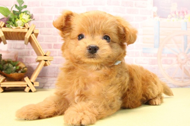 愛知県のハーフ犬・ミックス犬 (Coo&RIKU豊田店/2025年8月5日生まれ/男の子/アプリコット)の子犬の3枚目の画像