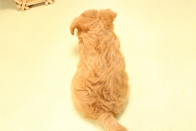 愛知県のハーフ犬・ミックス犬 (Coo&RIKU豊田店/2025年8月5日生まれ/男の子/アプリコット)の子犬の4枚目の画像