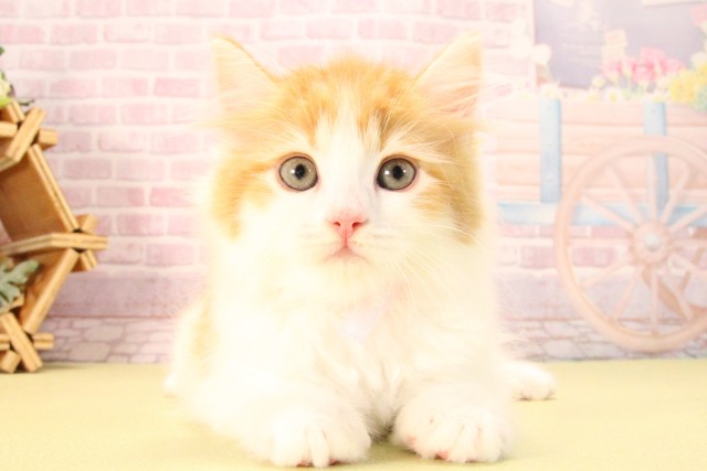 愛知県のラガマフィン (Coo&RIKU豊橋店/2025年8月9日生まれ/女の子/レッドタビーホワイト)の子猫