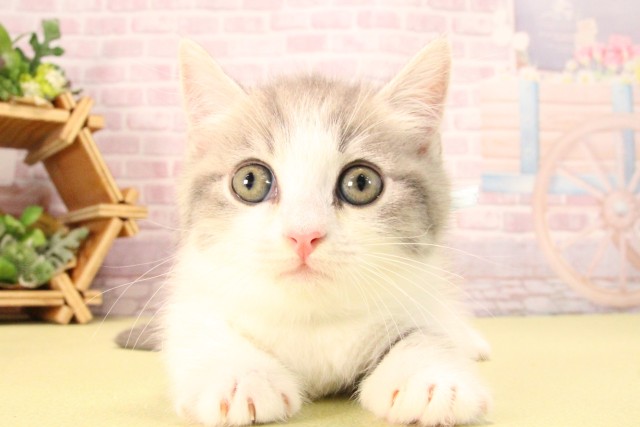 愛知県のマンチカン (Coo&RIKU東海店/2025年8月10日生まれ/男の子/ブルータビーホワイト)の子猫