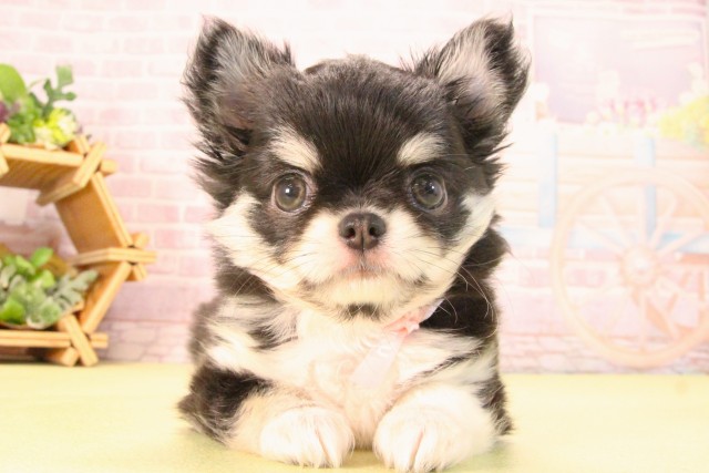 愛知県のチワワ(ロング) (Coo&RIKU豊橋店/2025年8月7日生まれ/女の子/ブラッククリーム)の子犬の1枚目の画像