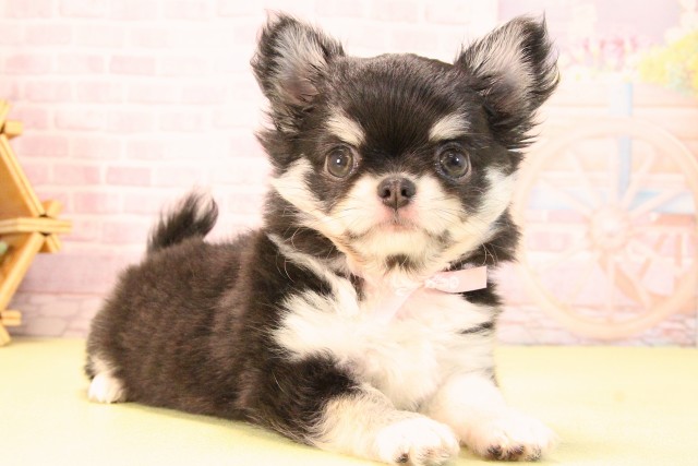 愛知県のチワワ(ロング) (Coo&RIKU豊橋店/2025年8月7日生まれ/女の子/ブラッククリーム)の子犬の2枚目の画像