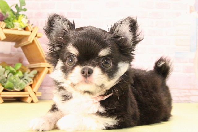 愛知県のチワワ(ロング) (Coo&RIKU豊橋店/2025年8月7日生まれ/女の子/ブラッククリーム)の子犬の3枚目の画像