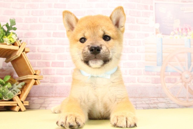 愛知県の柴犬(標準サイズ) (Coo&RIKU名古屋滝ノ水店/2025年8月10日生まれ/男の子/赤)の子犬