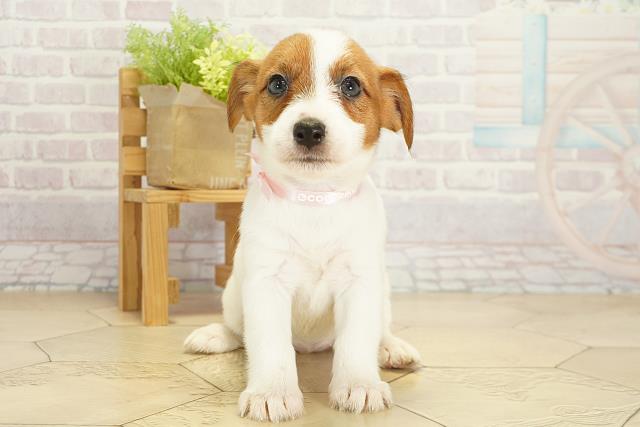 ジャックラッセルテリア