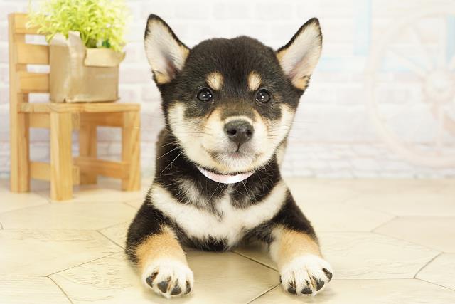 愛知県の柴犬(標準サイズ) (Coo&RIKU東海店/2025年8月9日生まれ/女の子/黒)の子犬