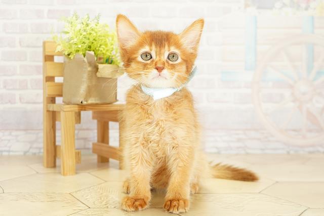 愛知県のソマリ (Coo&RIKU瀬港線守山店/2025年8月7日生まれ/男の子/レッド)の子猫