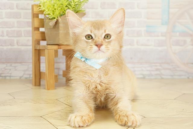 愛知県のソマリ (Coo&RIKU東海店/2025年8月7日生まれ/男の子/フォーン)の子猫