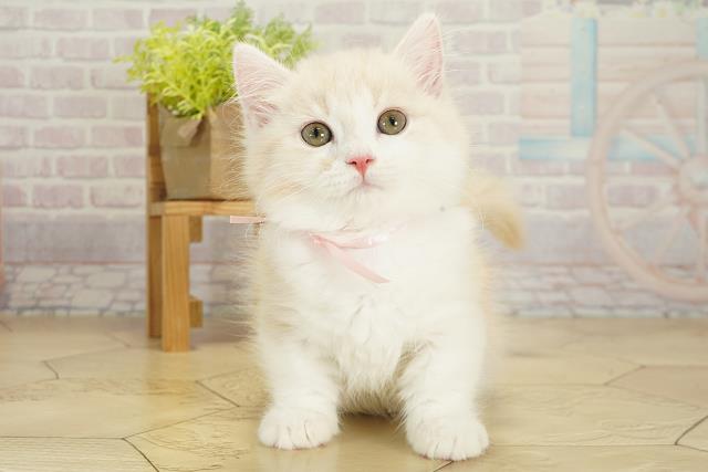 愛知県のマンチカン (Coo&RIKU岡崎店/2025年8月4日生まれ/女の子/カメオタビーホワイト)の子猫の1枚目の画像