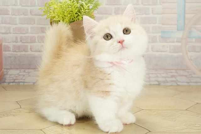 愛知県のマンチカン (Coo&RIKU岡崎店/2025年8月4日生まれ/女の子/カメオタビーホワイト)の子猫の2枚目の画像
