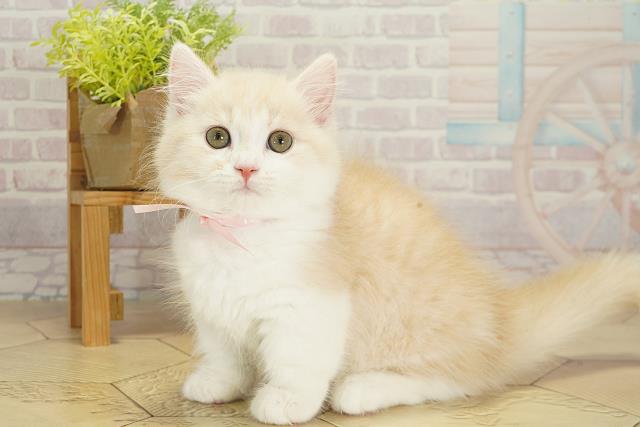 愛知県のマンチカン (Coo&RIKU岡崎店/2025年8月4日生まれ/女の子/カメオタビーホワイト)の子猫の3枚目の画像
