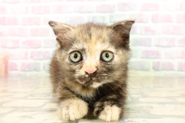 埼玉県のスコティッシュフォールド (Coo&RIKU桶川店/2025年8月4日生まれ/女の子/トーティー)の子猫の1枚目の画像