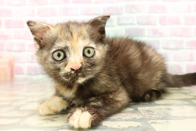 埼玉県のスコティッシュフォールド (Coo&RIKU桶川店/2025年8月4日生まれ/女の子/トーティー)の子猫の2枚目の画像