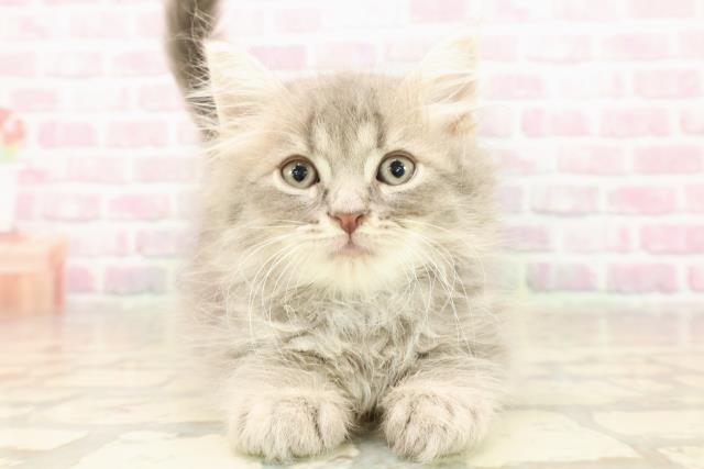 埼玉県のサイベリアン (Coo&RIKU岩槻店/2025年8月6日生まれ/男の子/ブルータビー)の子猫