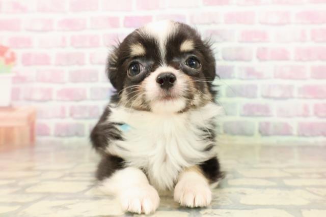 埼玉県のチワワ(ロング) (Coo&RIKU桶川店/2025年8月4日生まれ/男の子/ブラックタンホワイト)の子犬の1枚目の画像