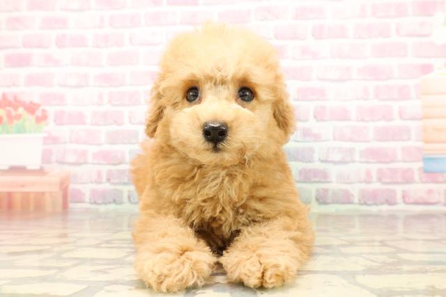 沖縄県のトイプードル(トイ) (Coo&RIKUイオン北谷店/2025年8月4日生まれ/男の子/アプリコット)の子犬の1枚目の画像