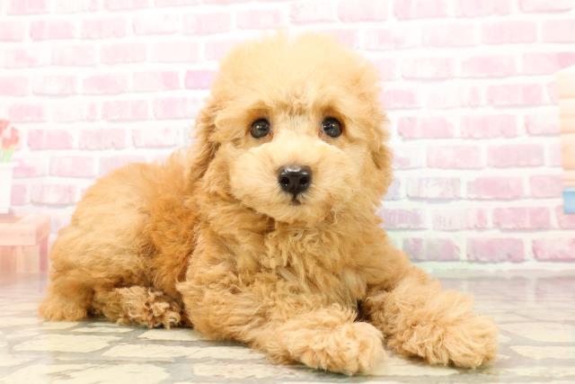 沖縄県のトイプードル(トイ) (Coo&RIKUイオン北谷店/2025年8月4日生まれ/男の子/アプリコット)の子犬の3枚目の画像