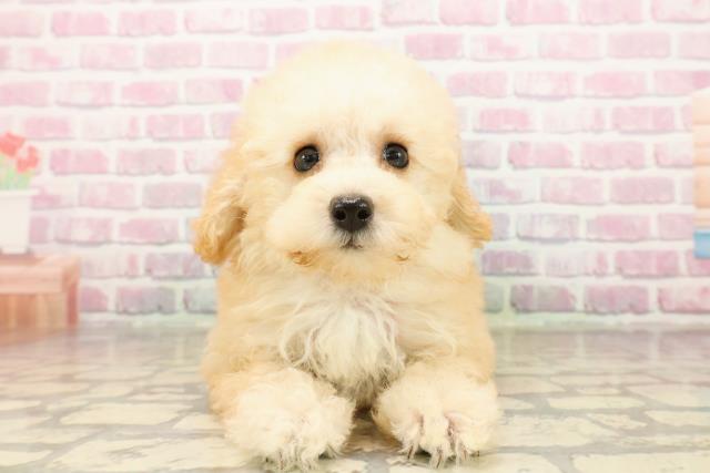 埼玉県のトイプードル(トイ) (Coo&RIKU大宮店/2025年8月4日生まれ/女の子/アプリコット)の子犬の1枚目の画像